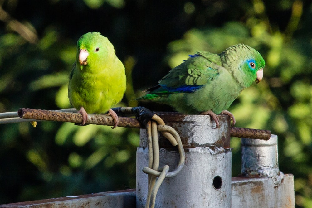 green bird on brown metal fence during daytime