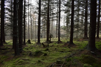 green grass and trees during daytime