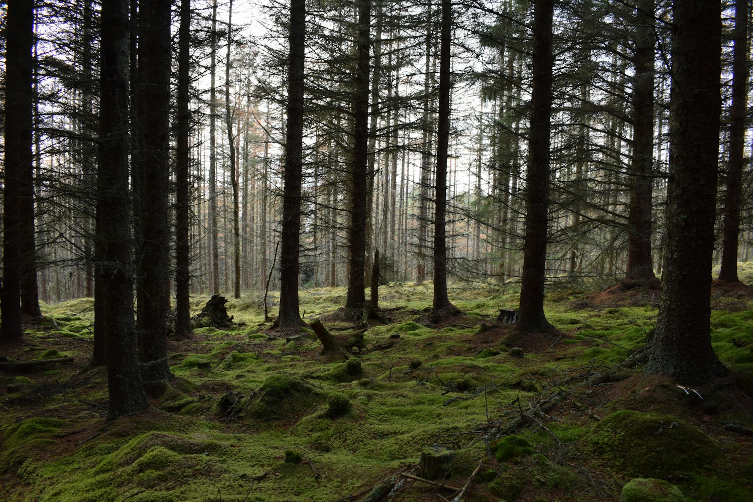 Timber Harvesting Image