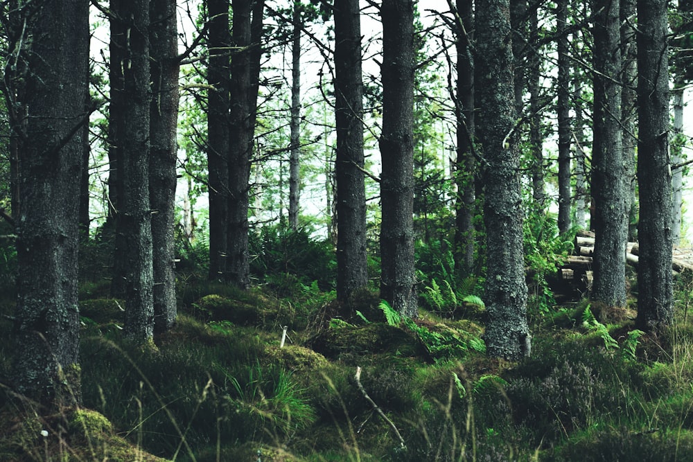 hierba verde y árboles durante el día