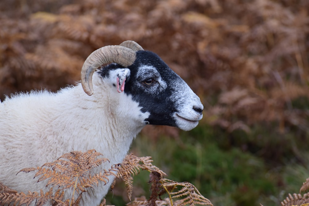 pecore bianche e nere su erba marrone durante il giorno