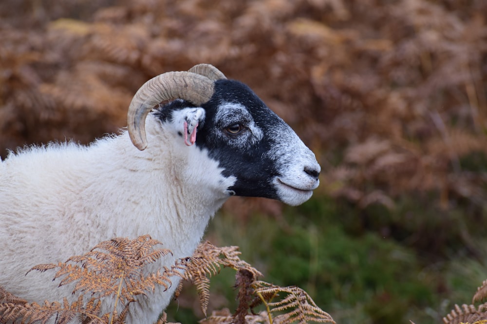 white and black sheep on brown grass during daytime