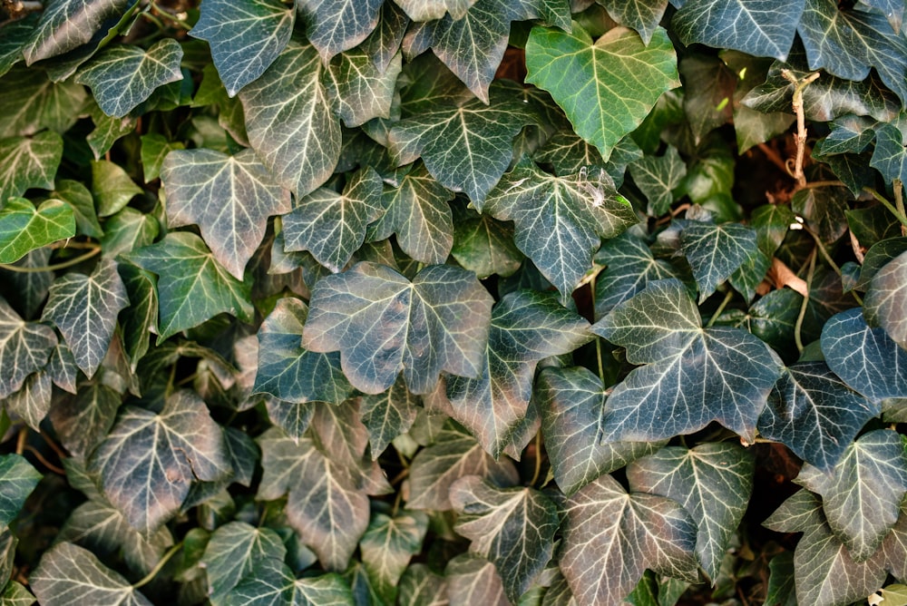 green and brown leaves plant