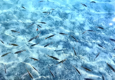 School of tropical fish swimming above a bed of swaying seaweed