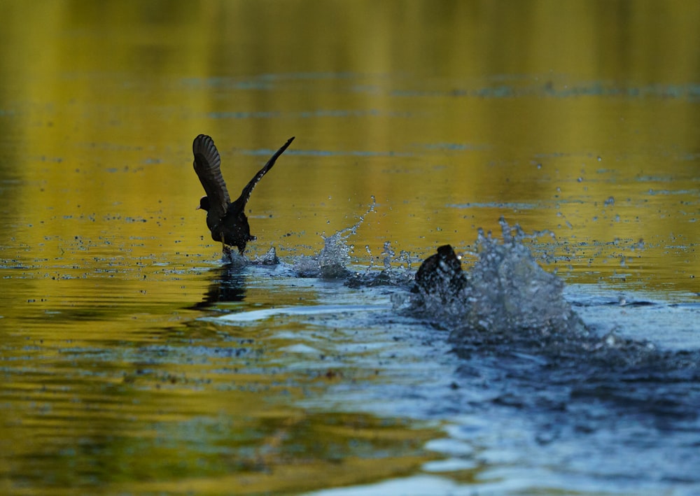 brown duck on water during daytime