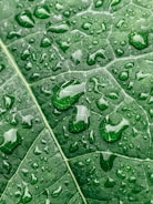 Close-up of water droplets on a leaf after rain.