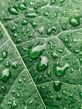 Close-up of water droplets on a leaf after rain.