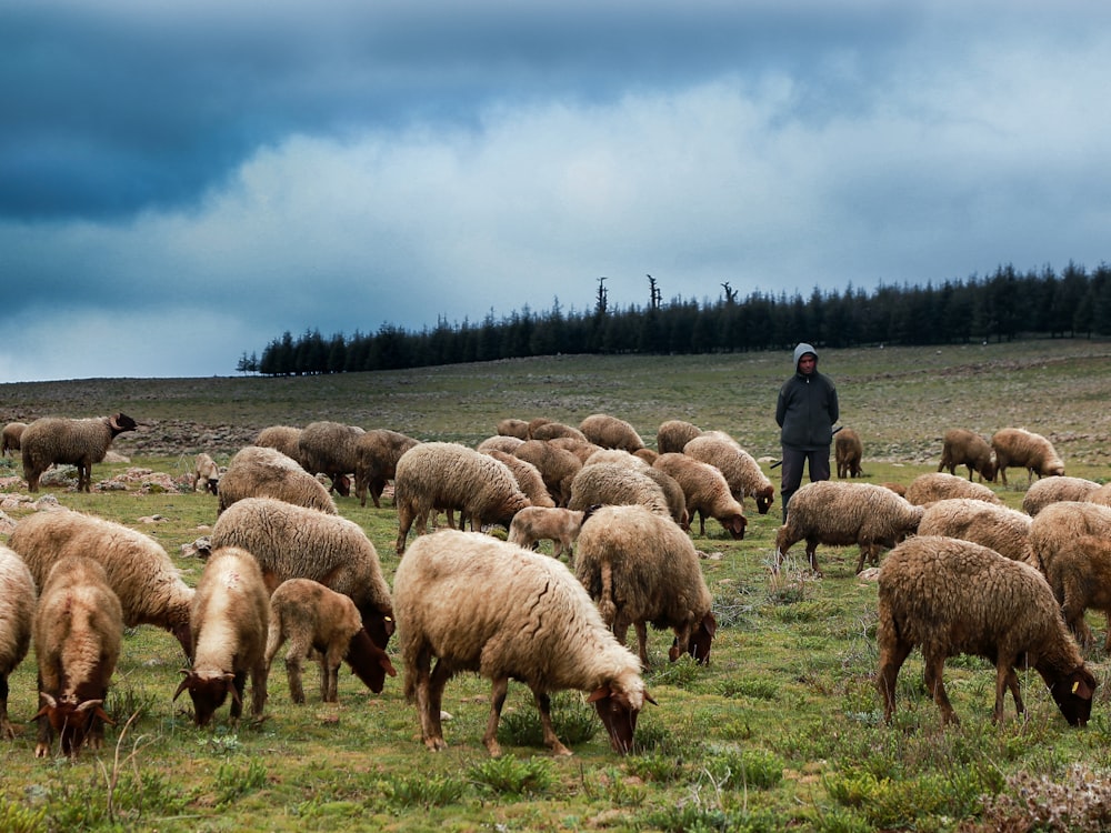 Gruppe von Schafen auf grünem Grasfeld tagsüber