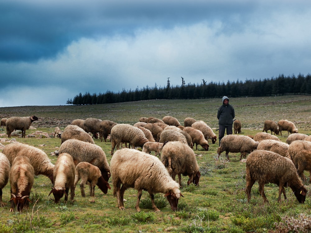 group of sheep on green grass field during daytime