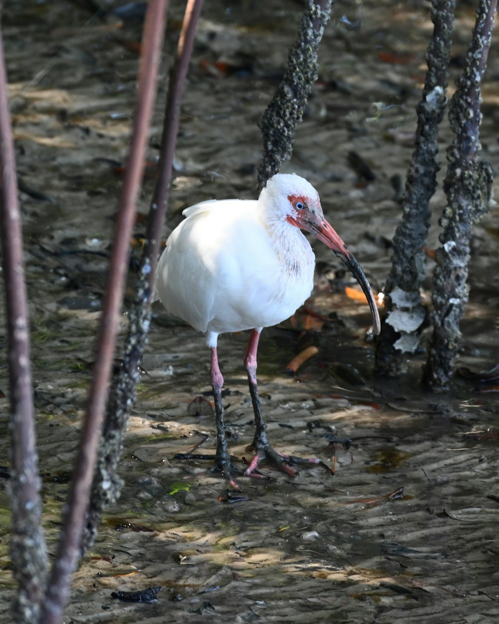 white bird on water falls