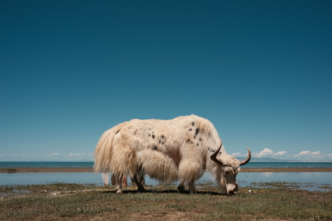 white cow on brown field during daytime