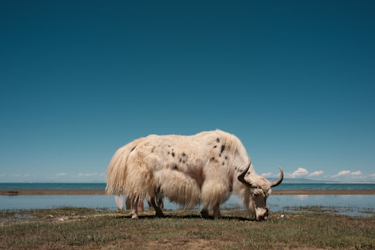 white cow on brown field during daytime in Qinghai China
