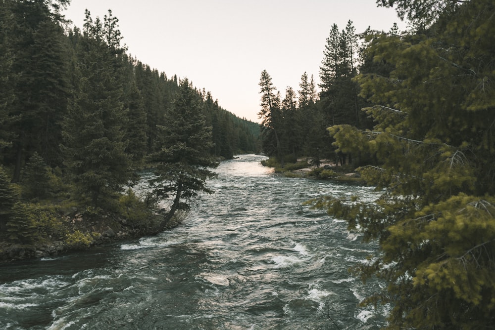 green trees beside river under white sky during daytime