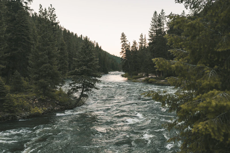 Trees along the Boise River