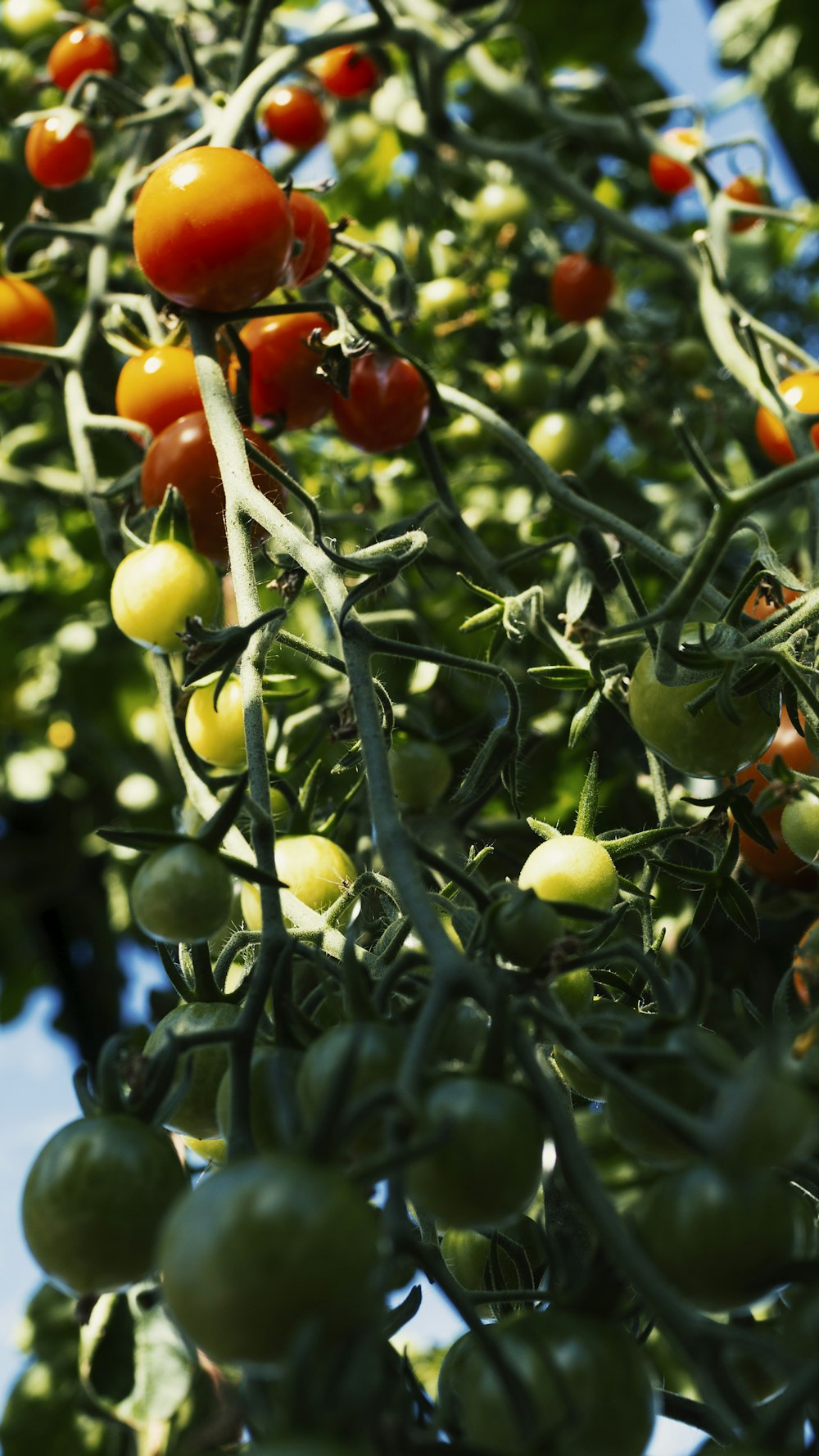 yellow and red round fruits