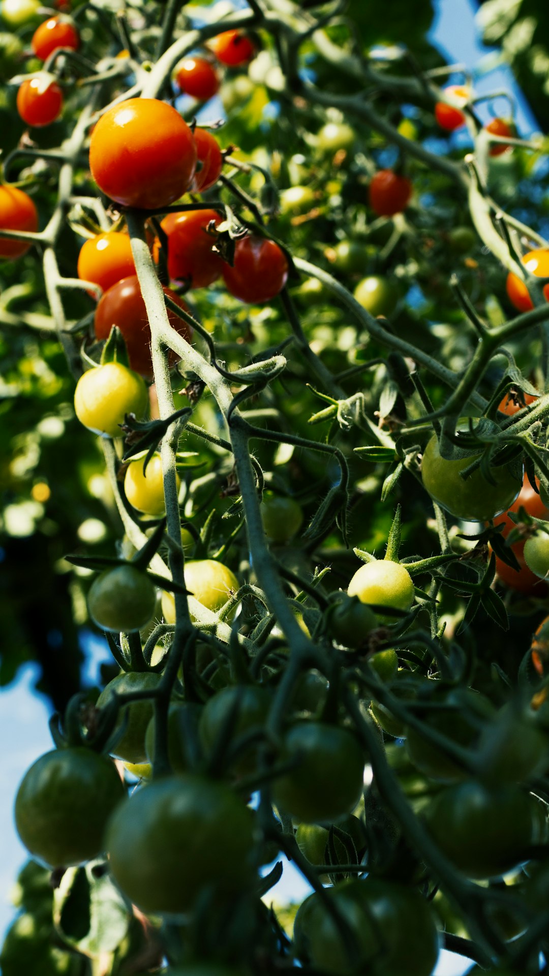 cherry tomatoes on the vine, green and ripe - How To Grow A Tomato Plant That Bears Tomatoes