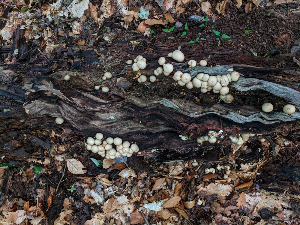 white mushrooms on brown dried leaves