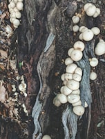 Dense clusters of mushrooms sprouting from decaying wood, showcasing earthy textures.