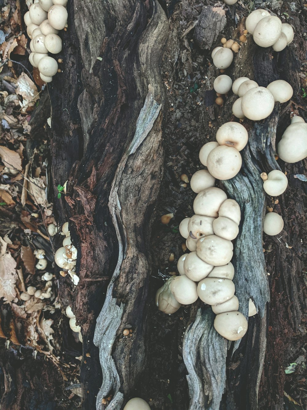 white mushrooms on brown tree trunk