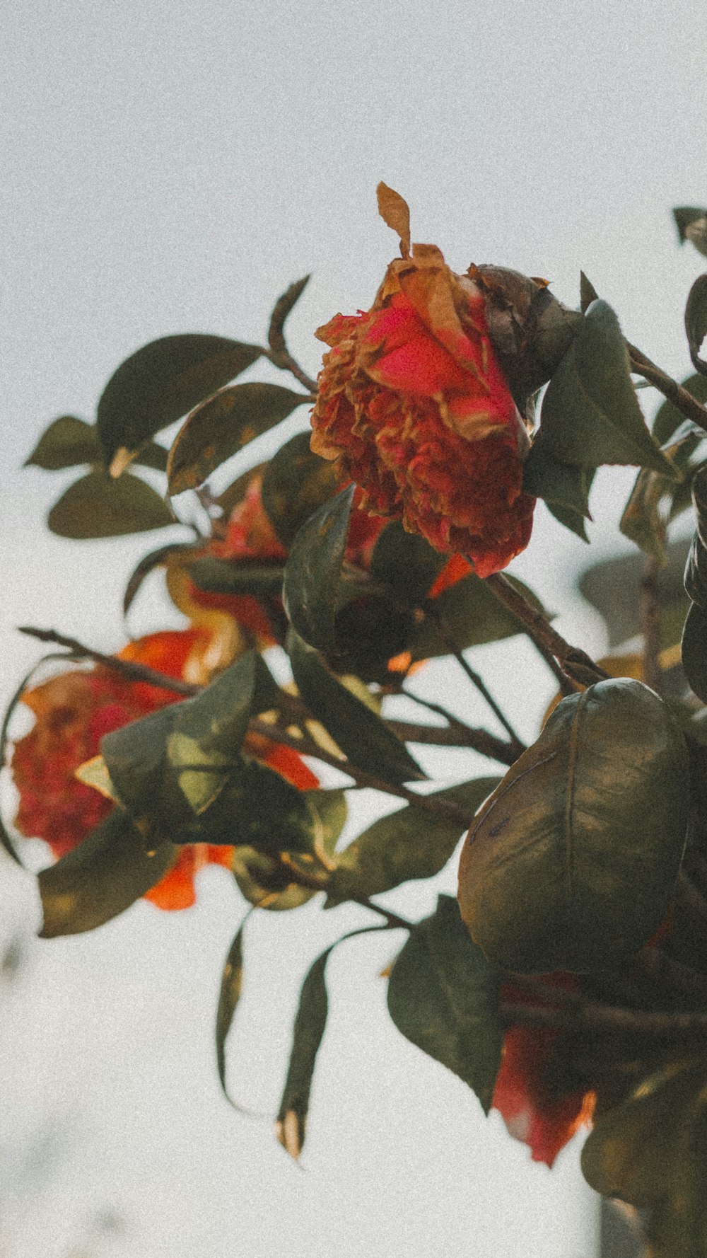 red rose in bloom during daytime