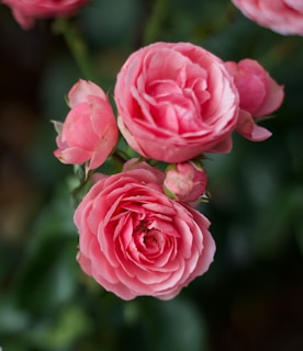 A close-up of vibrant roses blooming in the historic roseraie of L'Haÿ-les-Roses under soft morning light.