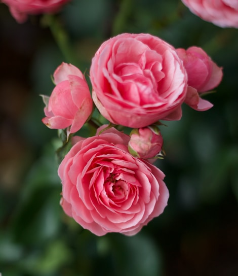 A close-up of vibrant pink and cream roses freshly picked from a Kenyan flower farm under soft natural light.