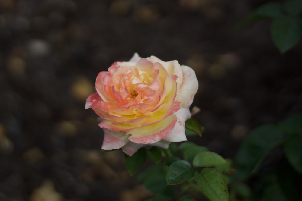 white and pink rose in bloom