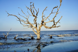 leafless tree on the beach during daytime