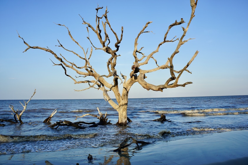leafless tree on the beach during daytime