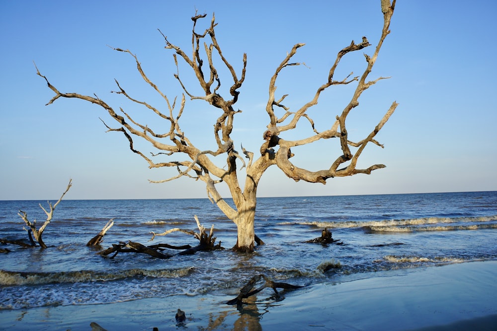 leafless tree on the beach during daytime