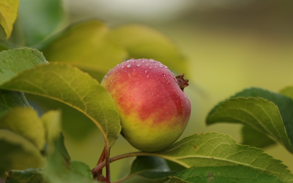 rote runde Frucht auf grünem Blatt