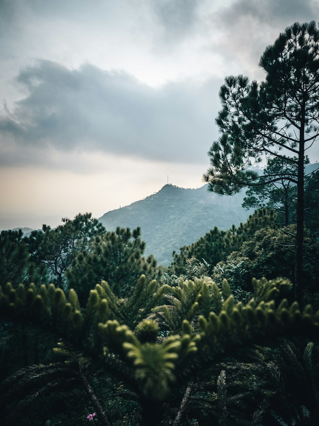 Forest photo spot Banethi Nahan