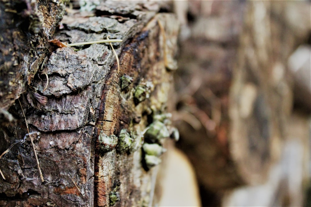 green moss on brown tree trunk