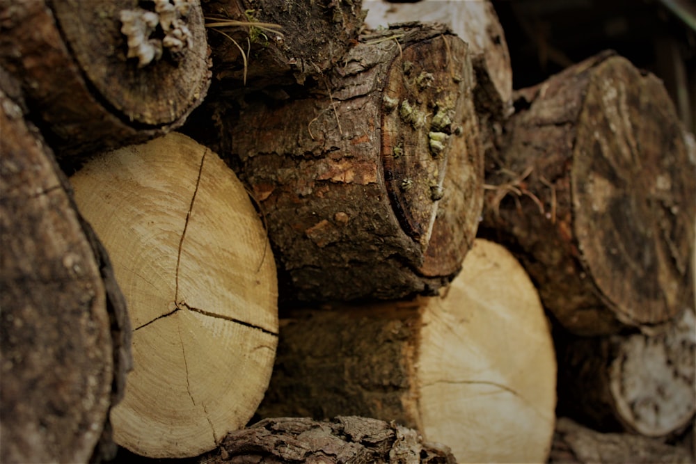 brown and black wood log