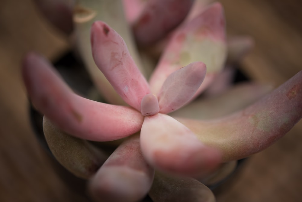 pink and white flower petals