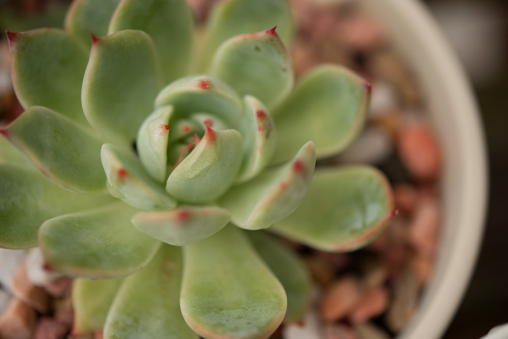 green succulent plant in close up photography