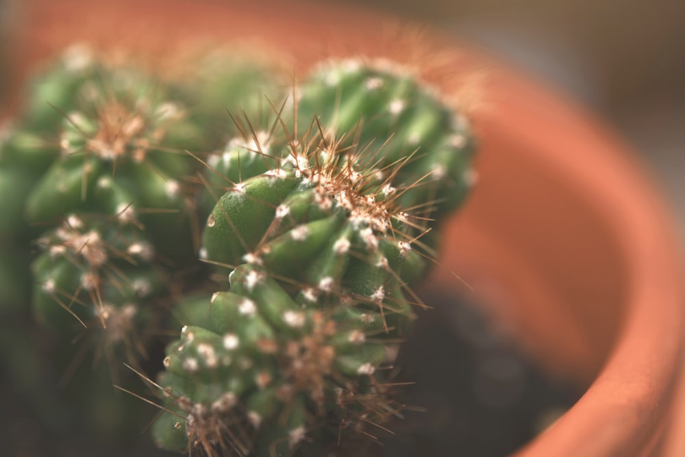 green plant in macro lens