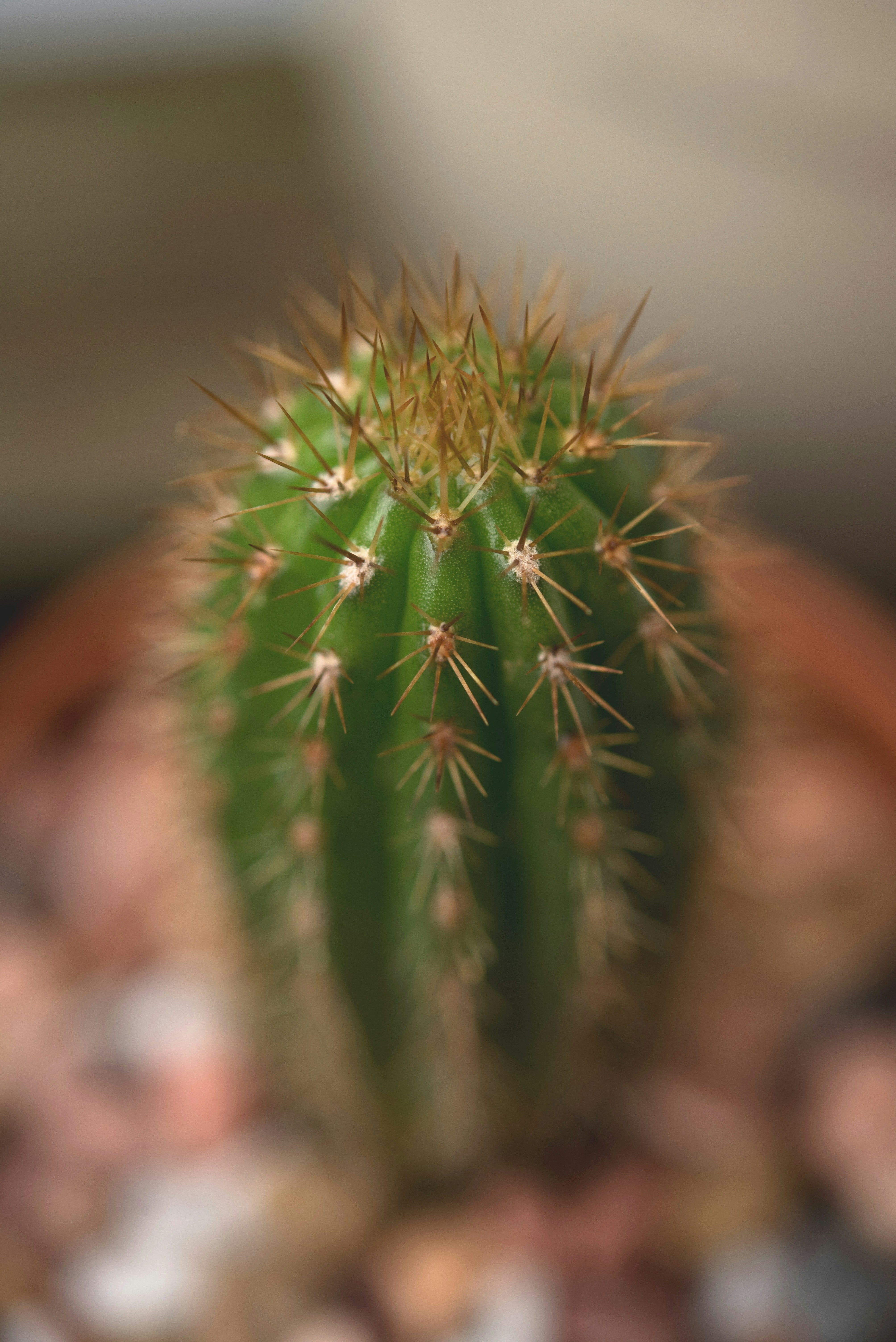 The Spine Game: Nature's Ultimate Multi-Tool (image credits: unsplash)