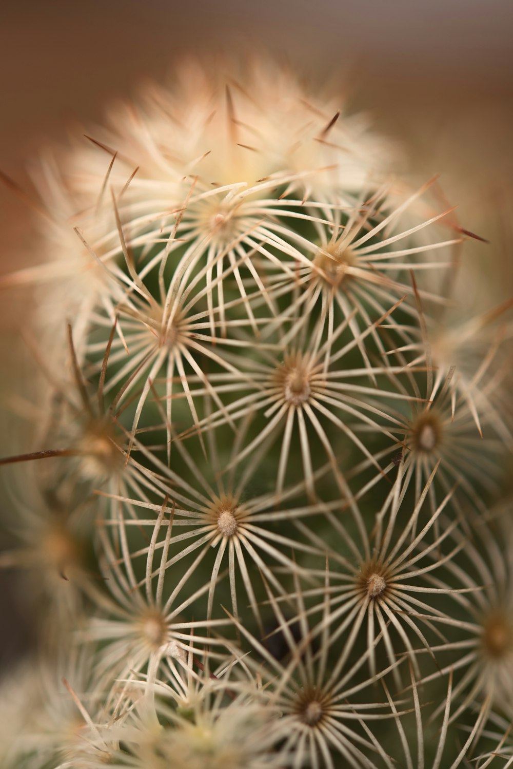 white dandelion in close up photography