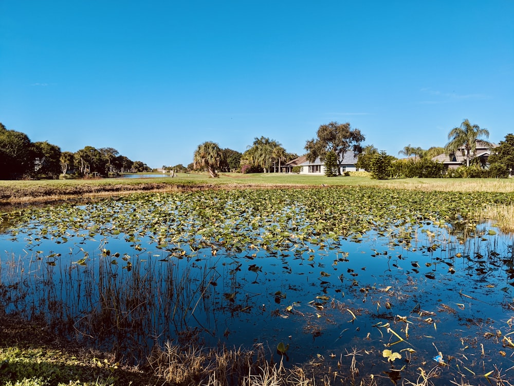 green grass field near body of water during daytime