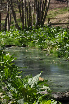 A serene view of lush green trees and a flowing stream at Greenara farm.