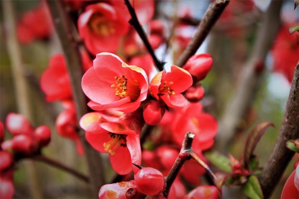 pink and white flower in tilt shift lens