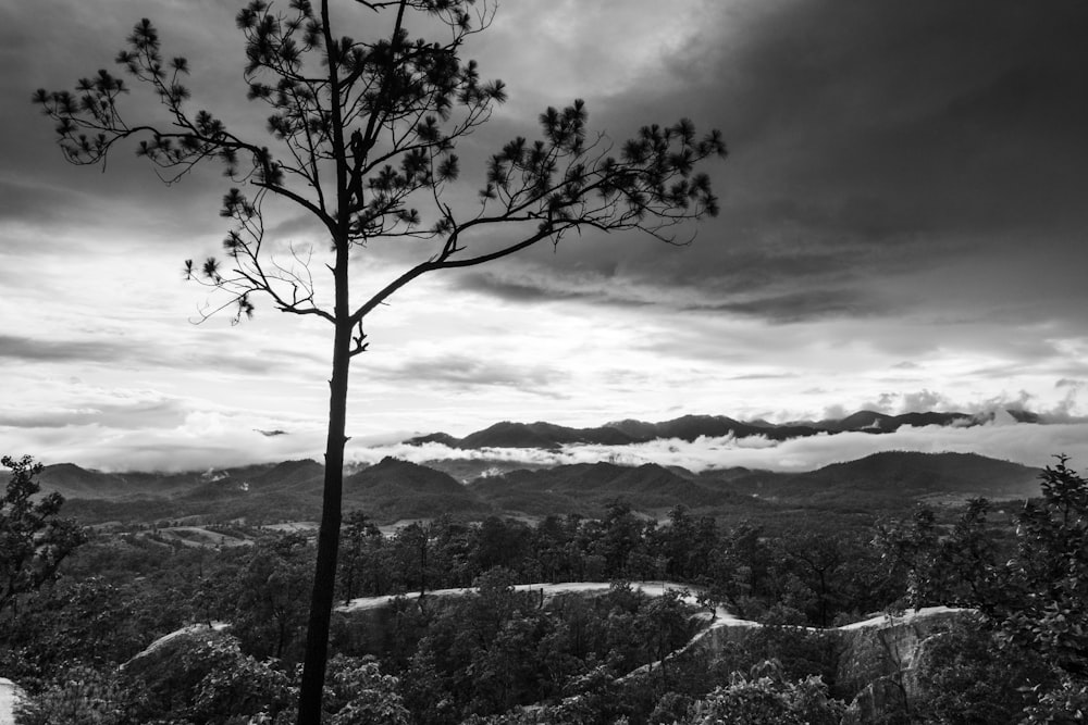 grayscale photo of trees and mountains