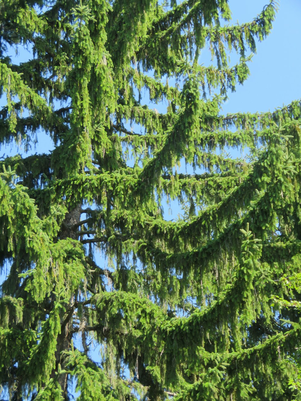 green tree under blue sky during daytime