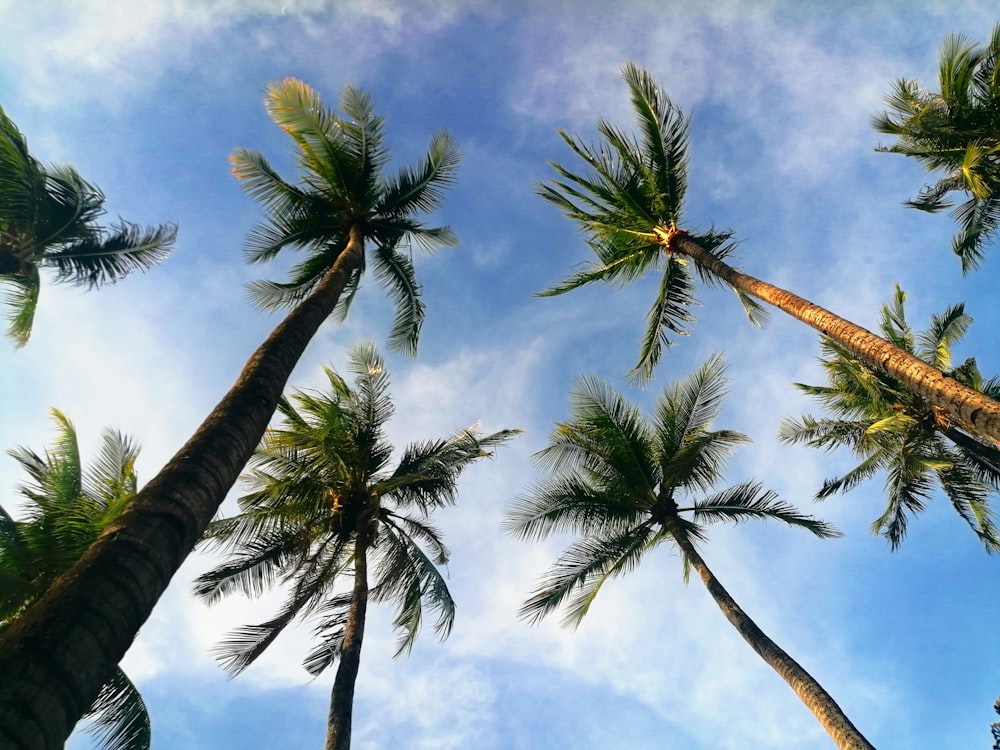 green palm tree under blue sky during daytime