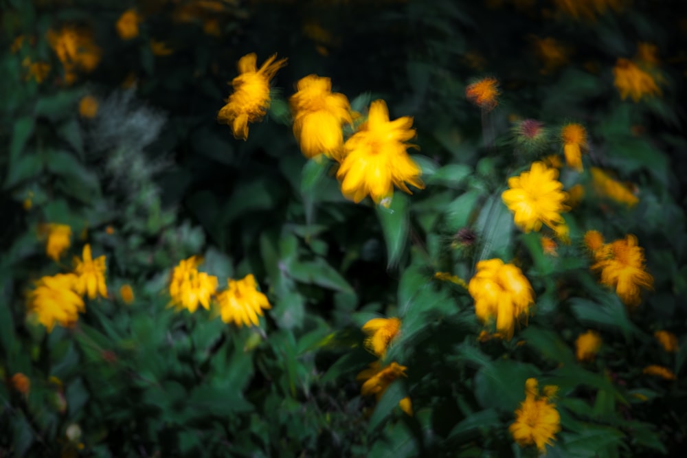 yellow flowers with green leaves