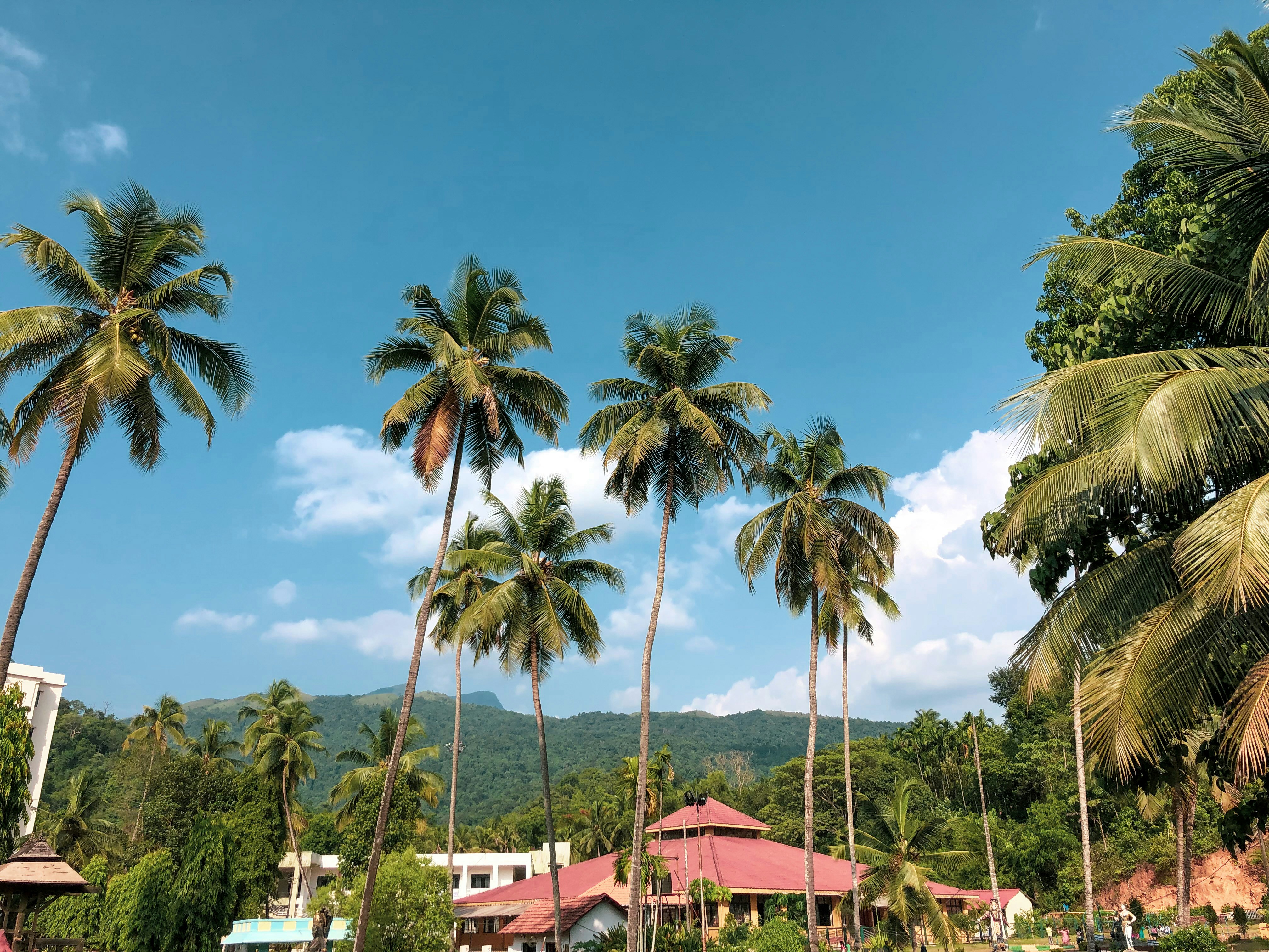green coconut palm trees near red and white boat during daytime