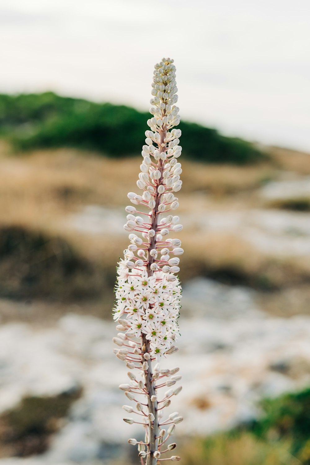 white flower in tilt shift lens