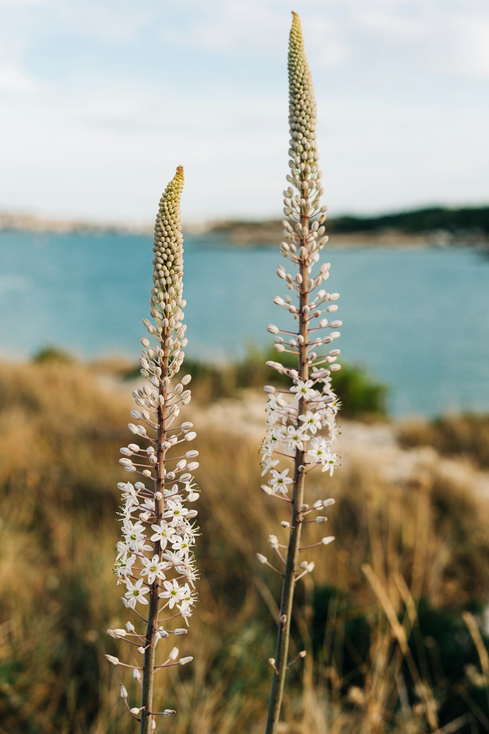 brown wheat field near body of water during daytime