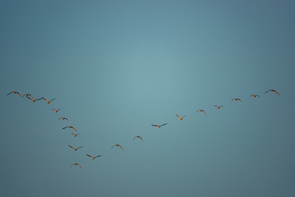 pássaros voando sob o céu azul durante o dia